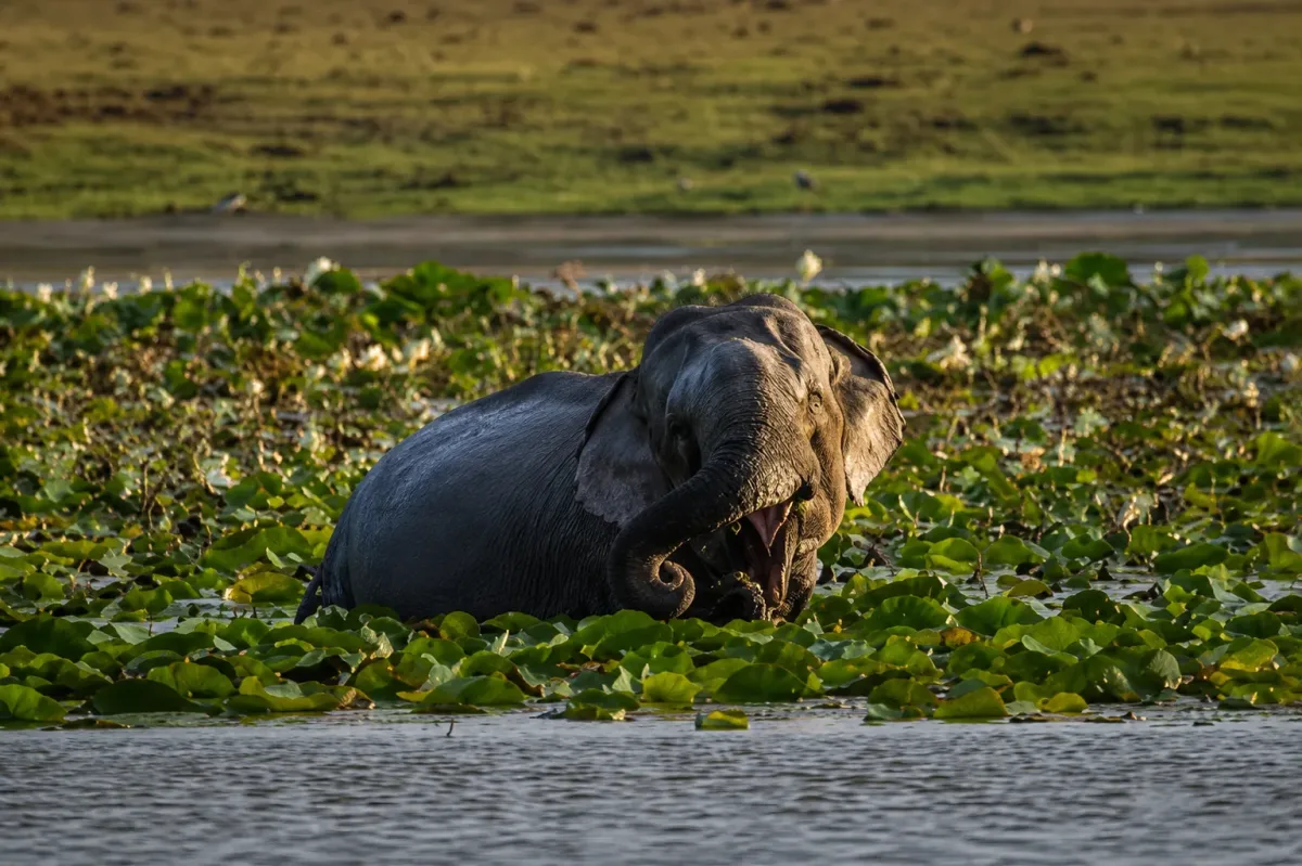 An elephant partly submerged among green aquatic plants, with its trunk curled upwards.