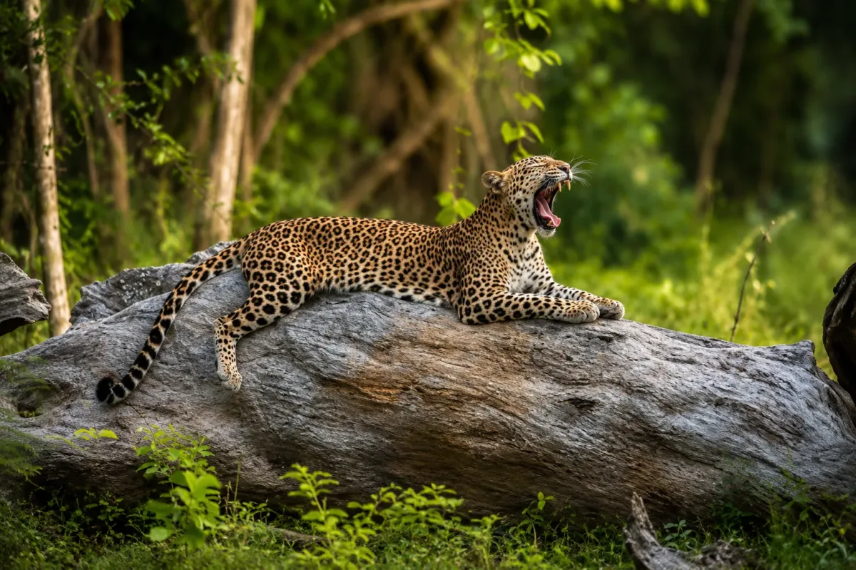 A leopard resting on a fallen tree with its mouth open, surrounded by green woodland.