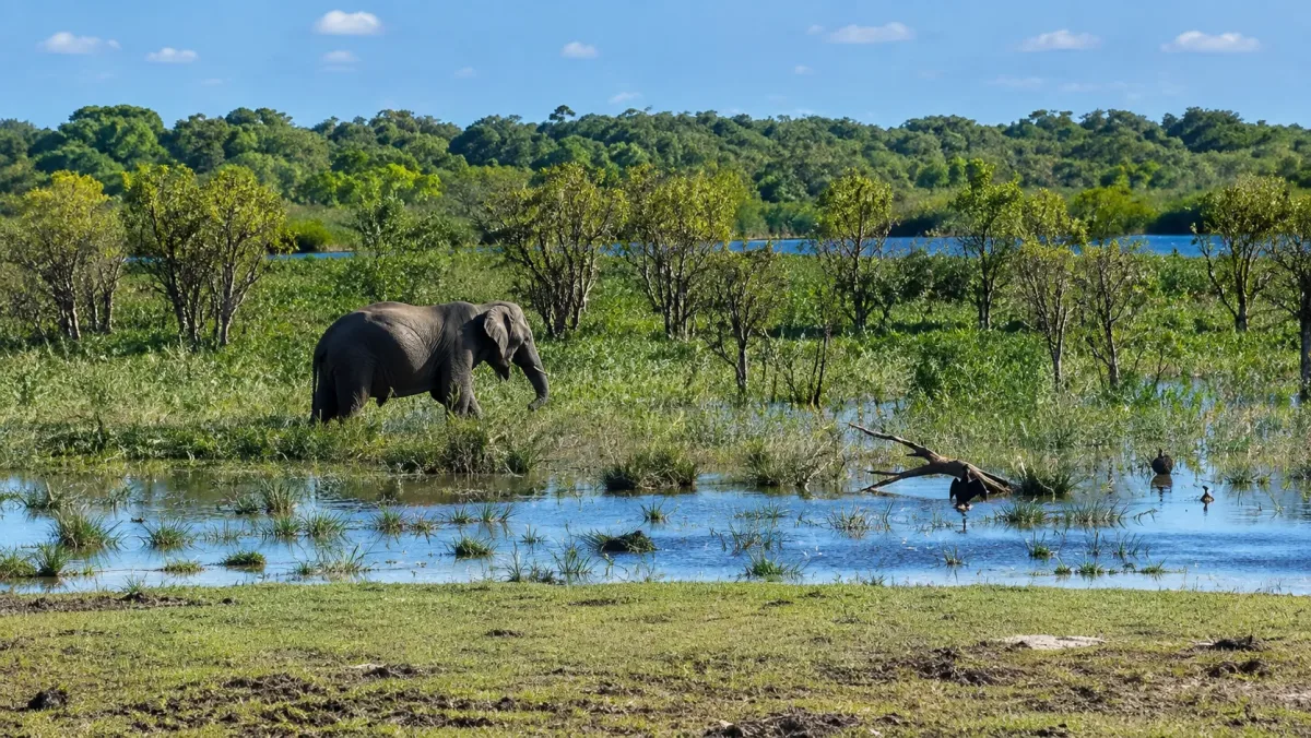 An elephant walking through shallow water and green wetland vegetation.