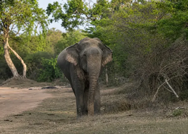 kumana elephant