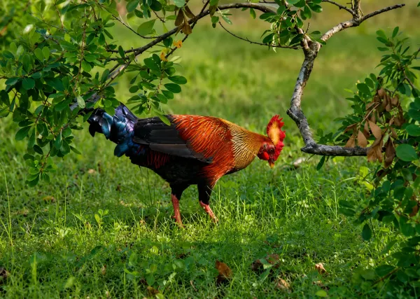 Sri Lankan kumana jungle fowl national bird