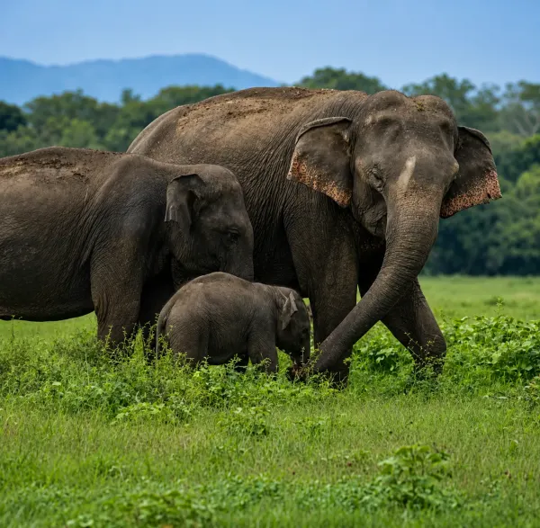 kumana elephant