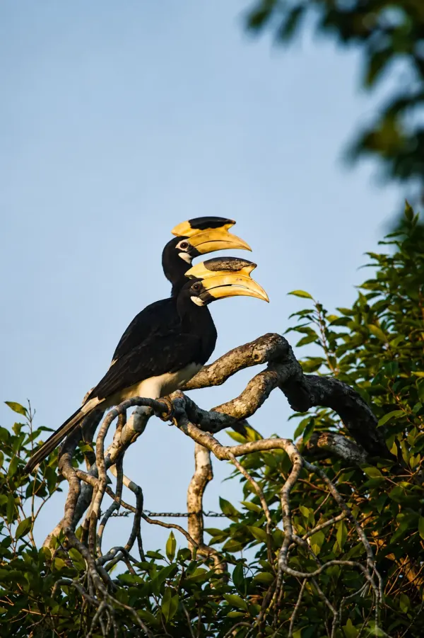 kumana Malabar pied hornbills