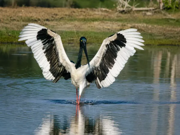 Kumana Black-necked Stork