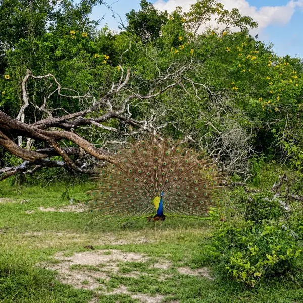 kumana peacock