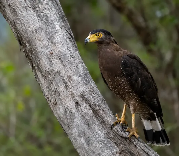 kumana  crested serpent eagle