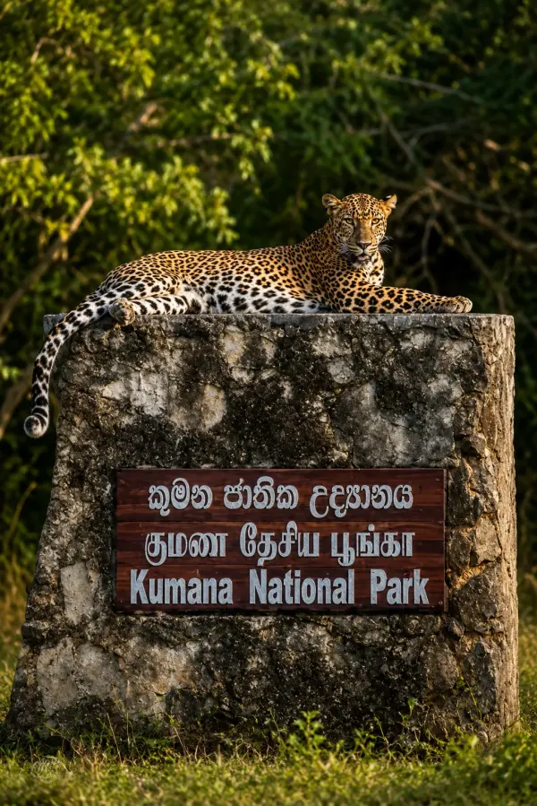 kumana leopard
