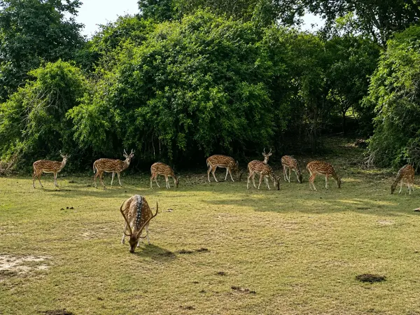 kumana deer