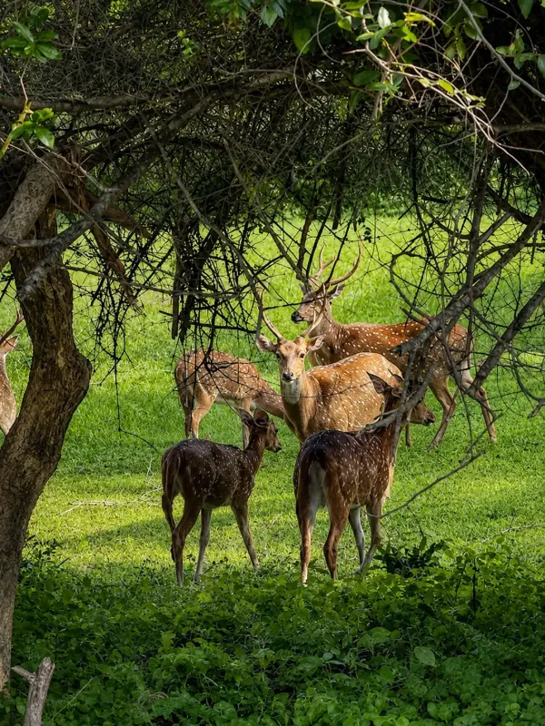 kumana deer