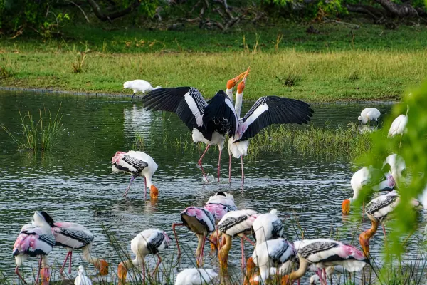 kumana Painted Stork,