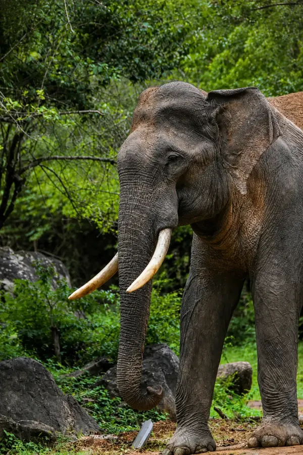 kumana elephant