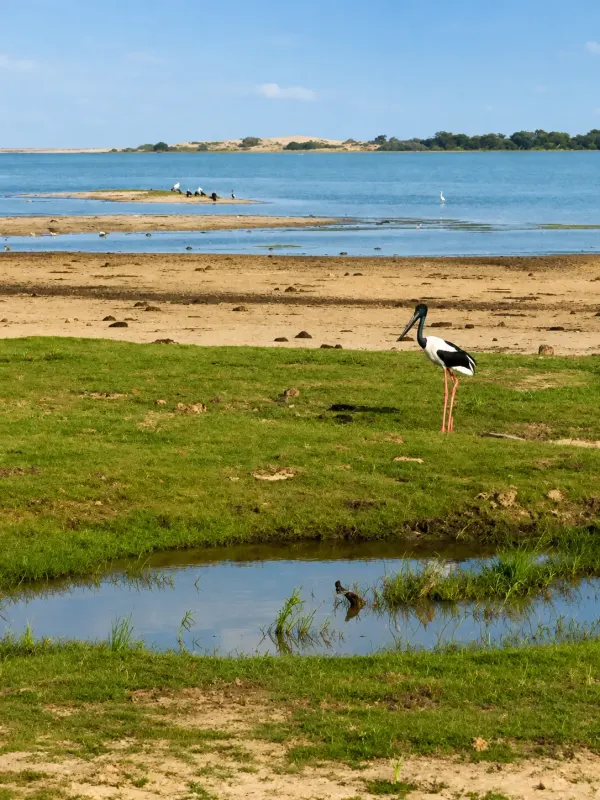 kumana Black-necked Stork