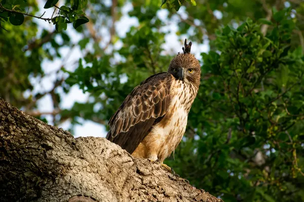 kumana  Changeable Hawk-Eagle