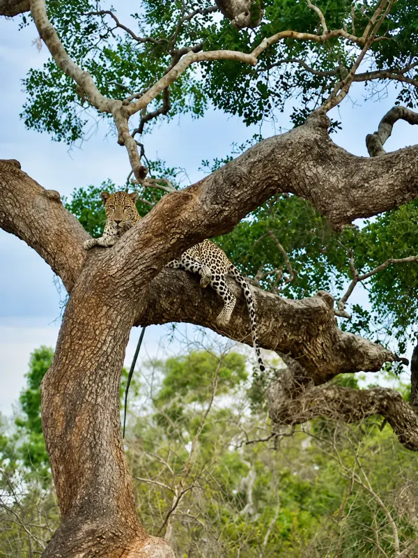 kumana leopard