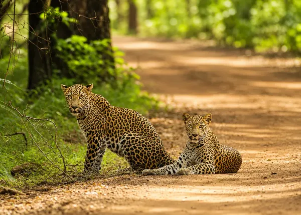 kumana leopard