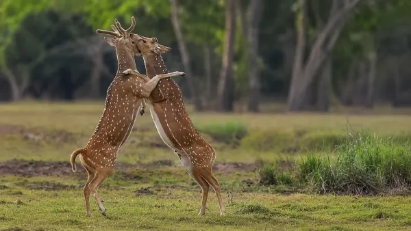 kumana deer