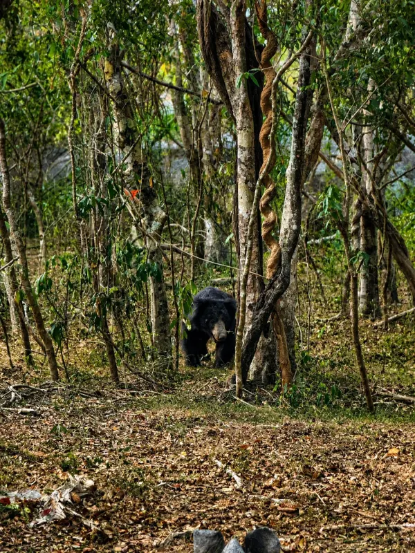 Sri Lankan  kumana sloth bear