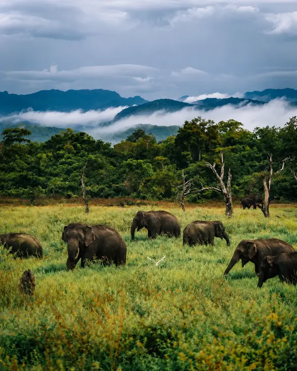 kumana elephant