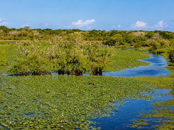 kumana wetland