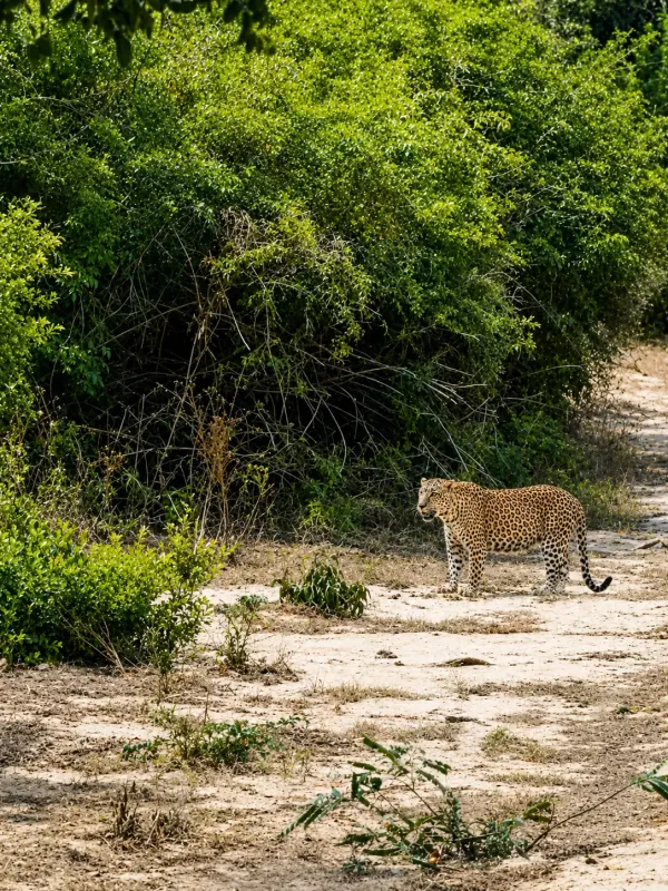 kumana leopard